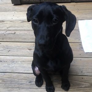 Meet your Posher, Ella